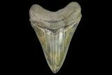 Serrated, Fossil Megalodon Tooth - Georgia #142351-1